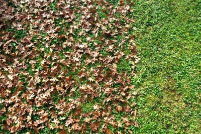 Lawn Vacuuming in Autumn